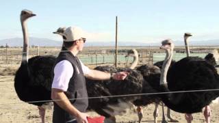 American Ostrich Farms Kickstarter Campaign Full video [upl. by Sivia891]