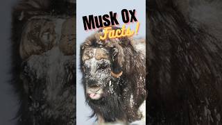 5 Musk Ox facts muskox wildlifefacts shortsfeeds animalshorts [upl. by Adam293]