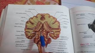 MID BRAIN external features easy explantion [upl. by Adnohsad404]