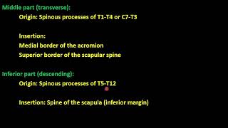 Review about the trapezius muscle [upl. by Martainn]