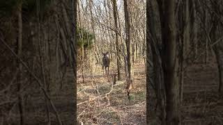 Female Whitetail Deer gives me a warning stomp before running away Shorts Deer Wildlife Nature [upl. by Bjorn]