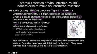 Immunology the interferon response [upl. by Jacinda]