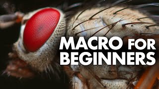 Macro Photography for Beginners – Complete Tutorial [upl. by Hoem162]