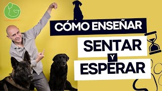 Cómo ENTRENAR a tu PERRO para SENTAR y NO LEVANTAR l ✅ TRANQUILIDAD [upl. by Esenaj409]