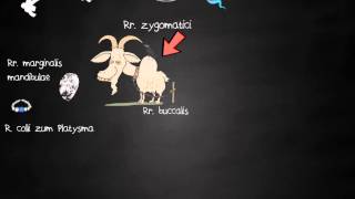 Anatomie  Hirnnerven Nervus Facialis Teil 23 [upl. by Cornelia]