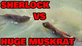 Sherlock Catches A HUGE Muskrat [upl. by Stern]