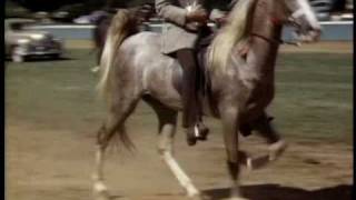 Tennessee Walking Horses  Horse Shows 1949 South Carolina [upl. by Narbig]