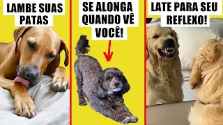 Por que seu cachorro faz isso 🔥 10 COMPORTAMENTOS ESTRANHOS EXPLICADOS [upl. by Asaret813]