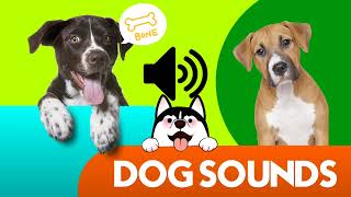 Dogs Sound To Attract Dogs  Try This Sound On Your Dog [upl. by Aehtla868]