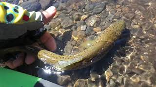 Tenkara Fishing on HotCreek CA [upl. by Gudrun267]