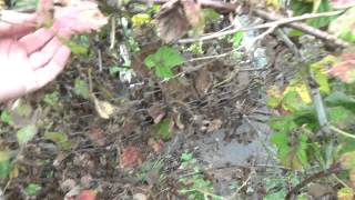 Julies Allotment  Loganberry Pruning  8th Sept 2015 [upl. by Nani]