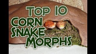 Top 10 Corn Snake Morphs With Prices [upl. by Leary]