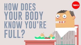 How does your body know youre full  Hilary Coller [upl. by Meerak]