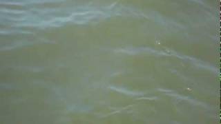 OILED DOLPHIN  BP Oil Spill  Video [upl. by Nezah680]