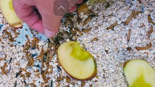 Easily Raise Mealworms As They Grow and Change [upl. by Eveivenej]