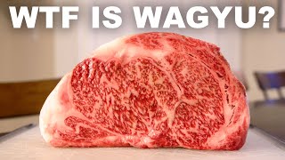 The history science and taste of Wagyu beef [upl. by Hillier]