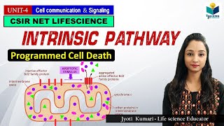 INTRINSIC PATHWAY OF APOPTOSIS Part3  CSIR NET  GATE  MSc  BSc [upl. by Cochard]