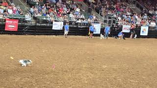 Austin Rodeo Dog Fetching Frisbee rodeo familyfun [upl. by Annaujat695]