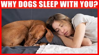 Why Does Your Dog Sleep With You 7 Reasons Youll Love [upl. by Aseret]