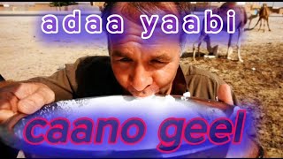 maxaadan ka ogayn caanaha geela 😲😮  what about camel milk [upl. by Nagol]