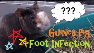 Guinea Pig Foot Infection [upl. by Sofia832]