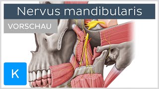 Nervus mandibularis Vorschau  Anatomie Verlauf und Funktion  Kenhub [upl. by Huff172]