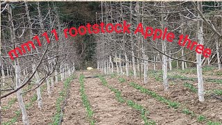 mm111 rootstock Apple  3 साल के mm 111रूटस्टॉक के प्लांट  mm111rootstock plant [upl. by Peterson]