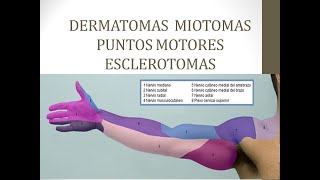 dermatomas y miotomas [upl. by Lezti]