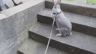 Flemish giant rabbit outside leash [upl. by Dnomde]