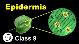 Epidermis  Plant Tissues Part 3  in Hindi for Class 9 [upl. by Anasor]