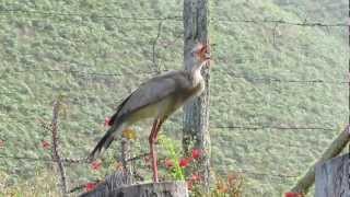 Redlegged Seriema Cariama cristata [upl. by Hild283]