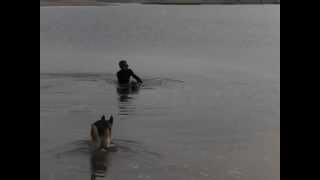 Advanced Degenerative Myelopathy Swim Therapy [upl. by Gallagher]