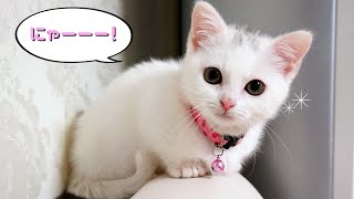 お腹が空いたと鳴くマンチカン子猫！ The Munchkin cat meowingSo cute kitten [upl. by Eulalia]