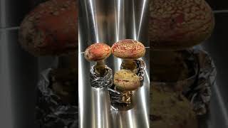 Mario Mushrooms Fly Agarics Amanita muscaria growing in time lapse in Mella Mushroom Chamber [upl. by Nabi]