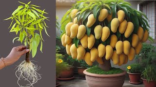 Great Technique For Grafting Mango Tree With Banana And Coca Cola how to grow mango tree [upl. by Suruat718]