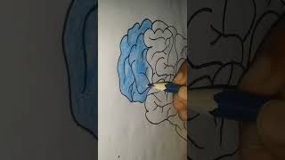 👽How to draw a BrainDiagram 👽 Step by Step  artist biology science diagram trending [upl. by Ollehto]