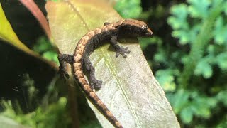 Lepidodactylus lugubris terrarium [upl. by Einner]