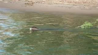 Beaver at Irondequoit Bay NY [upl. by Danyette]