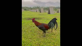 Beautiful Melsims Black Arturo Lopez • ARL Gamefarm gamefowl philippines rooster [upl. by Morly]