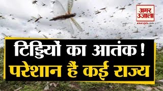 देश के कई हिस्सों में Locust Attack घरों और खेतों में मचा रहे हैं कोहराम [upl. by Susejedairam281]