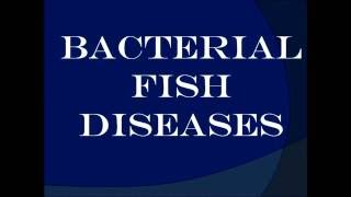 Bacterial fish diseases [upl. by Scholz]