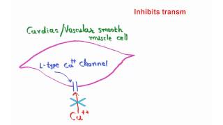 Mechanism of action of amlodipine [upl. by Vatsug]