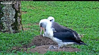 20180201 Kauai Laysan AlbatrossLittle one shows up [upl. by Ondine]