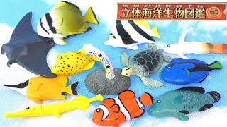 【全部知ってる？】立体海洋生物図鑑Vol1！全12種類をご紹介♪ [upl. by Annhej]