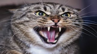 Male Cat In Heat Sounds  Male Cat Angry Sound  Male Cat Voice [upl. by Aihseket]