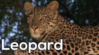 Afrikaanse luipaard Documentaire  Dieren in Afrika [upl. by Araeit]