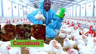 Coccidiosis in Chickens How to Manage or Treat Coccidiosis [upl. by Enetsirk]