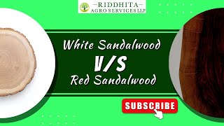 White Sandalwood vs Red Sandalwood [upl. by Joost]