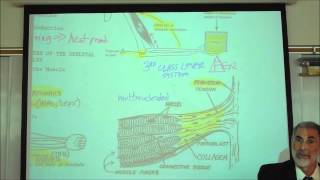 ANATOMY MYOLOGY PART 1 CHARACTERISTICS OF MUSCLES by Professor Fink [upl. by Aidile654]