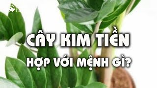 Cây Kim tiền hợp với mệnh gì [upl. by Kermy60]